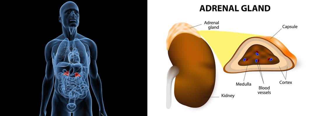 human adrenal glands